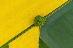 Rapsfeld_mit_Solitaer