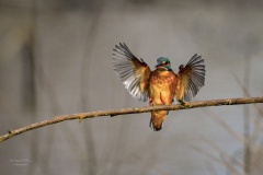 Eisvogel im Anflug