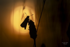 Taunus Schmetterling im Sonnenuntergang