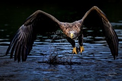 Seeadler