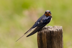 Eidersperrwerk Voegel