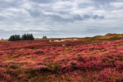 OSR1754_2021-Bearbeitet
