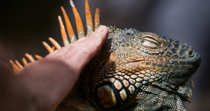 „In sieben Jahren um die Welt.  Von Mexiko nach Seevetal“